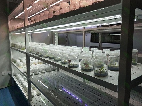 龙湾植物组织培养实验室设计建设方案